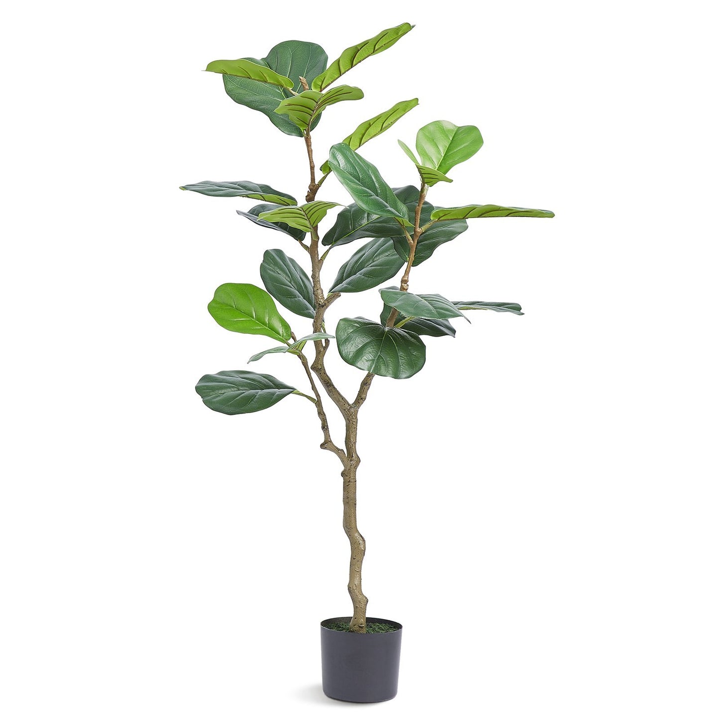 Fiddle Leaf Fig Tree Indoor Outdoor